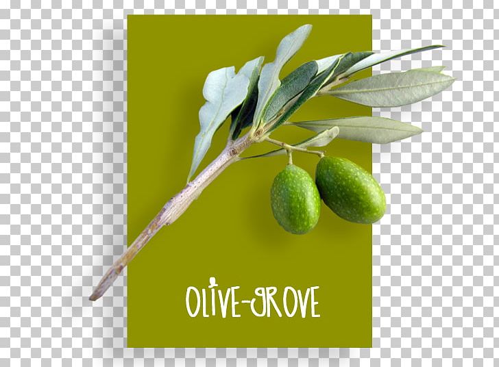 Olive Oil Product Brand Olive + M PNG, Clipart, Brand, Food, Fruit, Olive, Olive Grove Free PNG Download