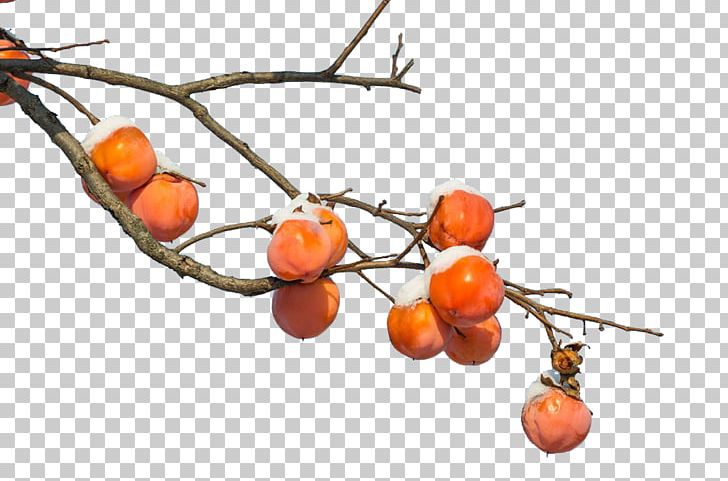 Persimmon Branch Fruit PNG, Clipart, Auglis, Branch, Branches, Business Card, Citrus Free PNG Download