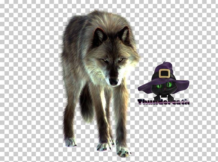 Red Fox Dog White Fang Arctic Fox PNG, Clipart, Animal, Animals, Arctic Fox, Arctic Wolf, Carnivoran Free PNG Download