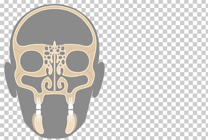 Skull Maxilla Ethmoid Bone Ethmoid Sinus PNG, Clipart,  Free PNG Download