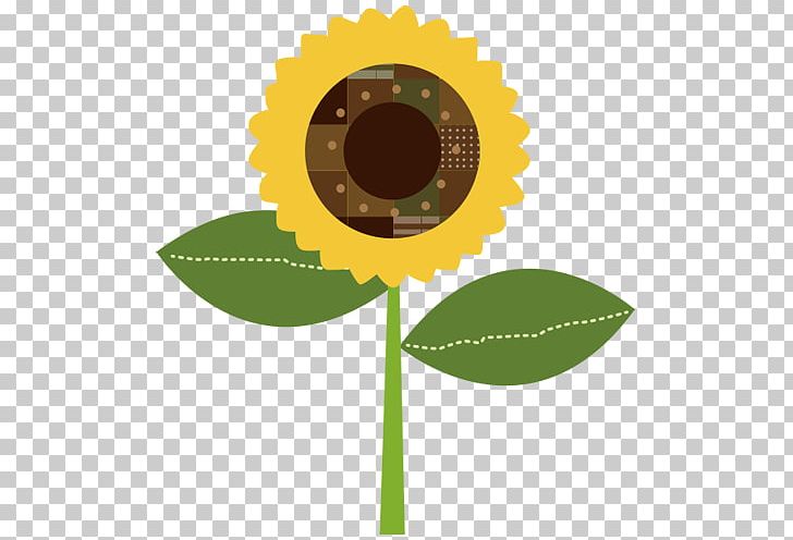 Sunflower PNG, Clipart, Daisy Family, Family, Flower, Flowering Plant, Illustrator Free PNG Download