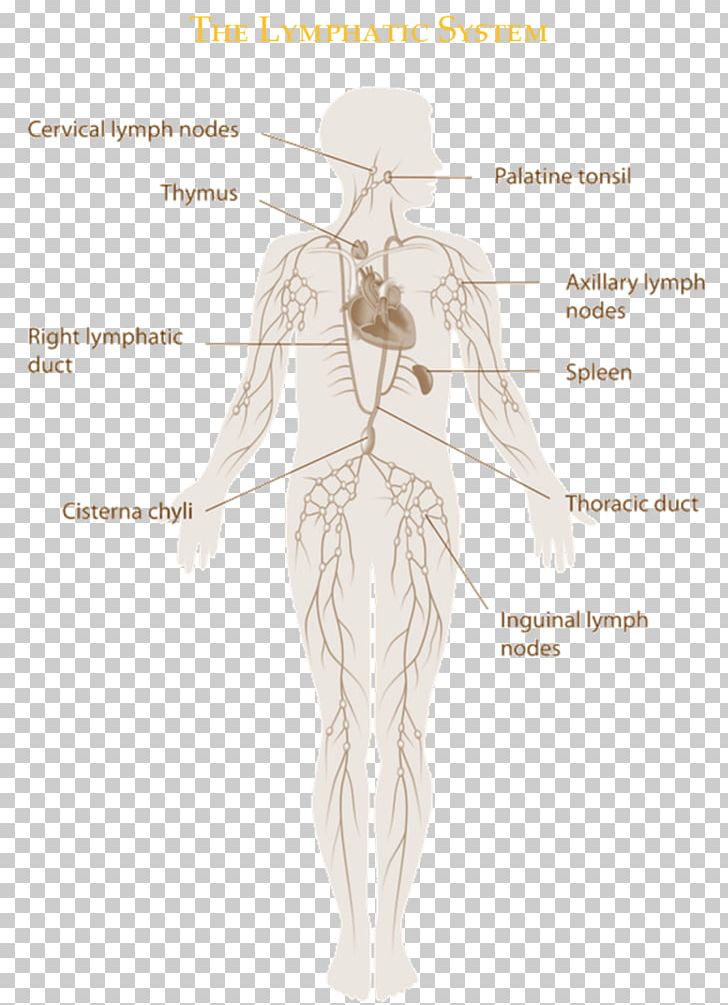 The Lymphatic System Manual Lymphatic Drainage Immune System Lymphatic Vessel PNG, Clipart, Abdomen, Anatomy, Arm, Back, Body Free PNG Download