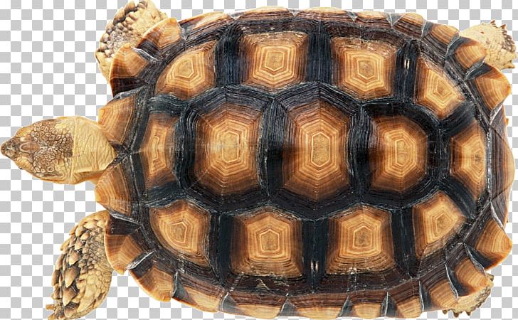 Turtle Shell Reptile Carapace Chinese Softshell Turtle PNG, Clipart, African Spurred Tortoise, Animal, Animals, Box Turtle, Carapace Free PNG Download
