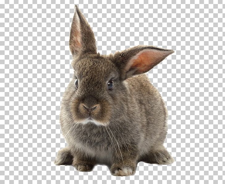 Серый Великан Brush Rabbit Cuniculture Russkiy Krolik PNG, Clipart, Animal, Animals, Brush Rabbit, Cottontail Rabbit, Cuniculture Free PNG Download