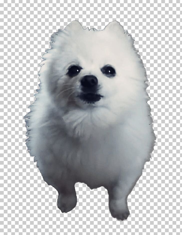 Download Doge Meme Png Png Gif Base - mlg doge shirt roblox