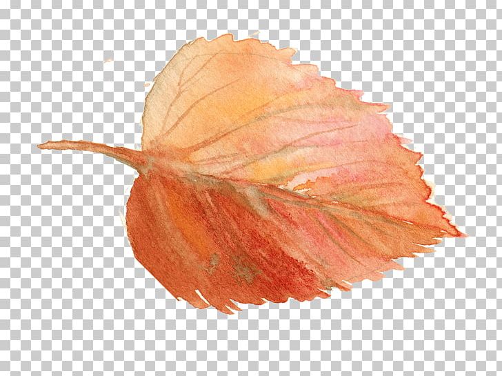 Dreamcatcher Leaf Yarn PNG, Clipart, 2016, August, Autumn Leaf Color, Cowl, Dream Free PNG Download