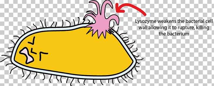 Lysozyme Bacterial Cell Structure Saliva PNG, Clipart, Amylase, Antibiotics, Area, Artwork, Bacteria Free PNG Download