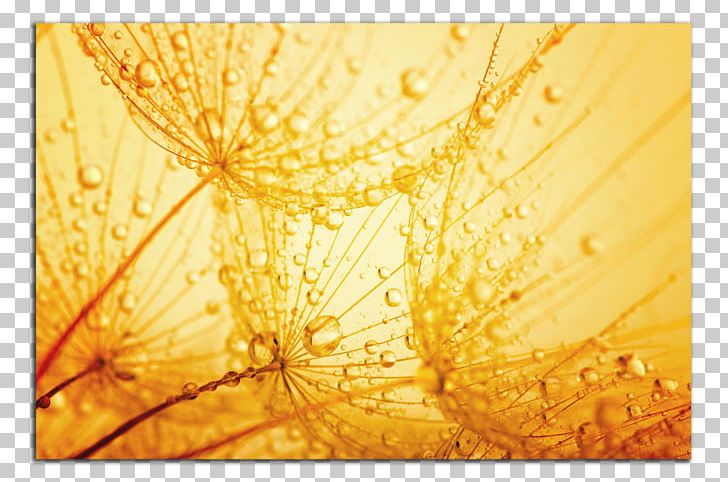 Stock Photography Dandelion PNG, Clipart, Closeup, Common Sunflower, Computer Wallpaper, Dandelion, Drawing Free PNG Download