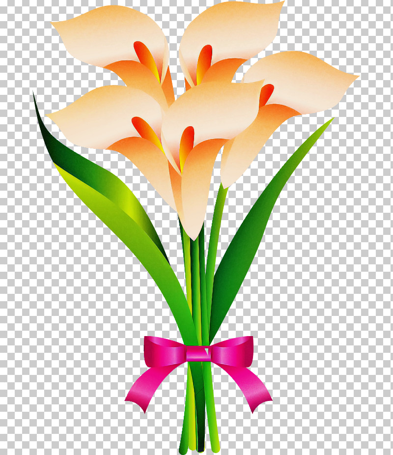 Calla Flower PNG, Clipart, Amaryllis Family, Calla Flower, Cut Flowers, Flower, Hippeastrum Free PNG Download
