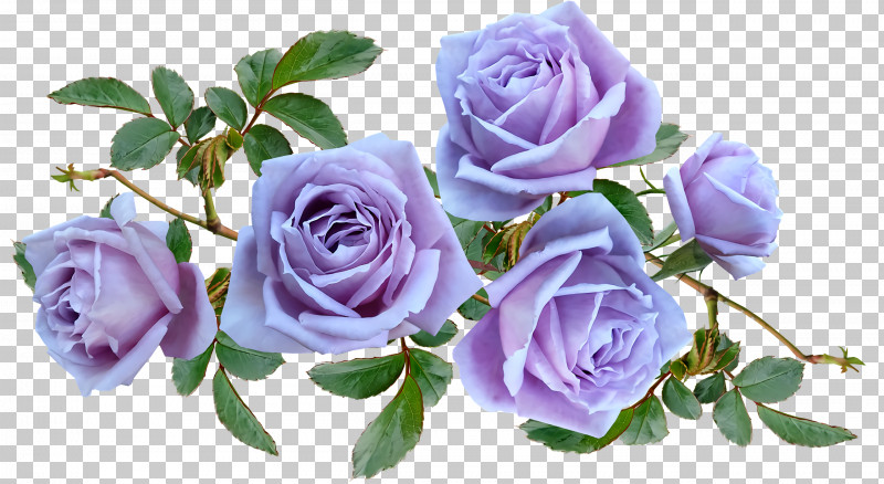 Garden Roses PNG, Clipart, Artificial Flower, Blue, Blue Rose, Cabbage Rose, Cut Flowers Free PNG Download