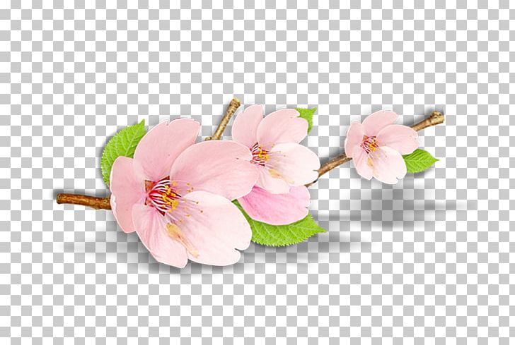 Blossom Peach Petal Plant PNG, Clipart, Blossom, Branch, Cherry Blossom, Cut Flowers, Download Free PNG Download