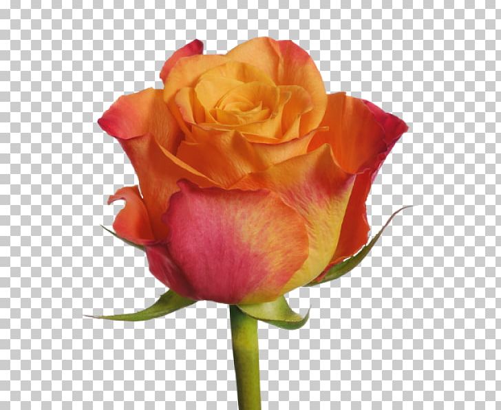 Garden Roses Cut Flowers Plant PNG, Clipart, Bud, China Rose, Closeup, Flor, Floribunda Free PNG Download