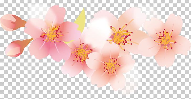Petal Cherry Blossom Cerasus PNG, Clipart, Blossom, Branch, Cherry, Cherry Blossoms, Cherry Petals Free PNG Download