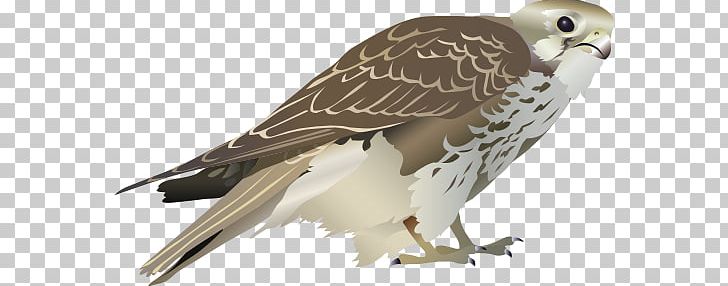 Prairie Falcon Bird PNG, Clipart, Animals, Beak, Bird, Bird Of Prey, Buzzard Free PNG Download