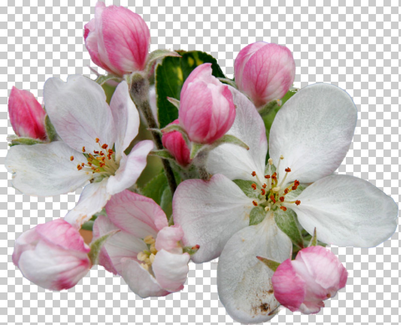 Cherry Blossom PNG, Clipart, Blossom, Branch, Bud, Cherry Blossom, Cut Flowers Free PNG Download