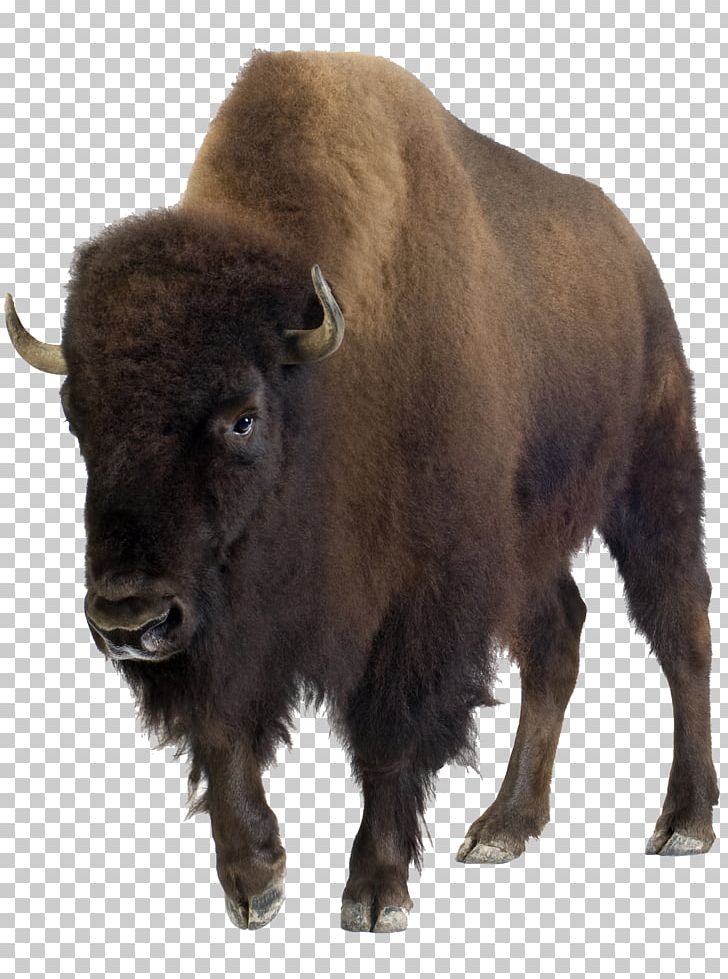 Cushing's Syndrome Tom Tom Founders Festival Virginia South By Southwest PNG, Clipart, Art, Bison, Cattle Like Mammal, Cow Goat Family, Festival Free PNG Download