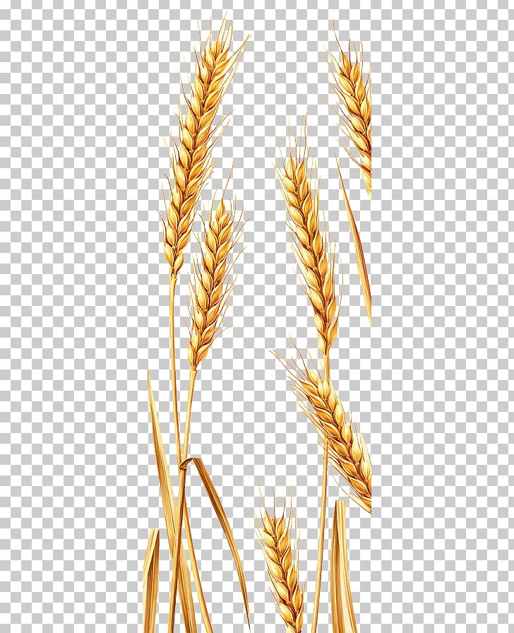 Emmer Durum Spelt Rye PNG, Clipart, Cartoon Wheat, Caryopsis, Cereal, Cereal Germ, Commodity Free PNG Download