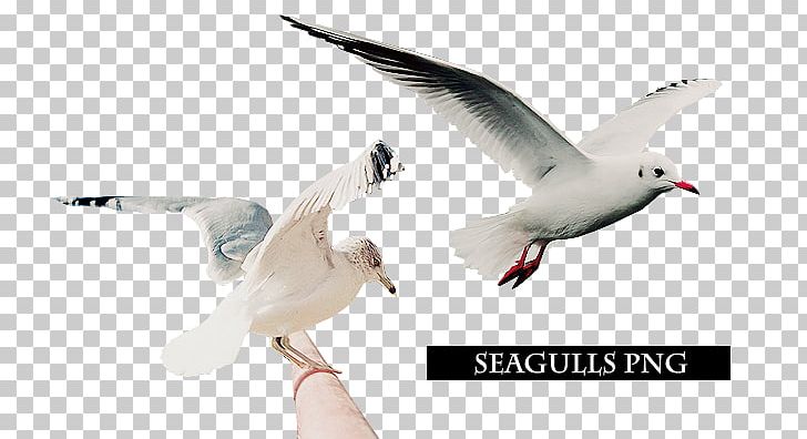 European Herring Gull Digital Art Bird American Herring Gull PNG, Clipart, American Herring Gull, Anatidae, Art, Beak, Bird Free PNG Download