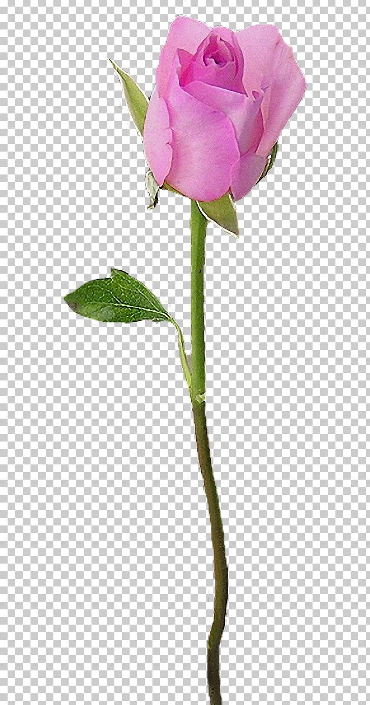 Flower Tulip Dia PNG, Clipart, Bud, Cicekler, Color, Cut Flowers, Dia Free PNG Download