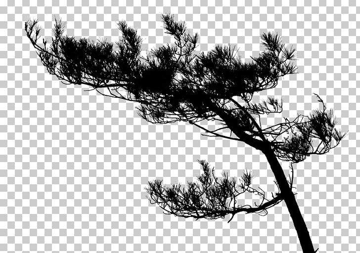 Gawronski Tree PNG, Clipart, Black And White, Bonsai, Branch, Conifer, Download Free PNG Download