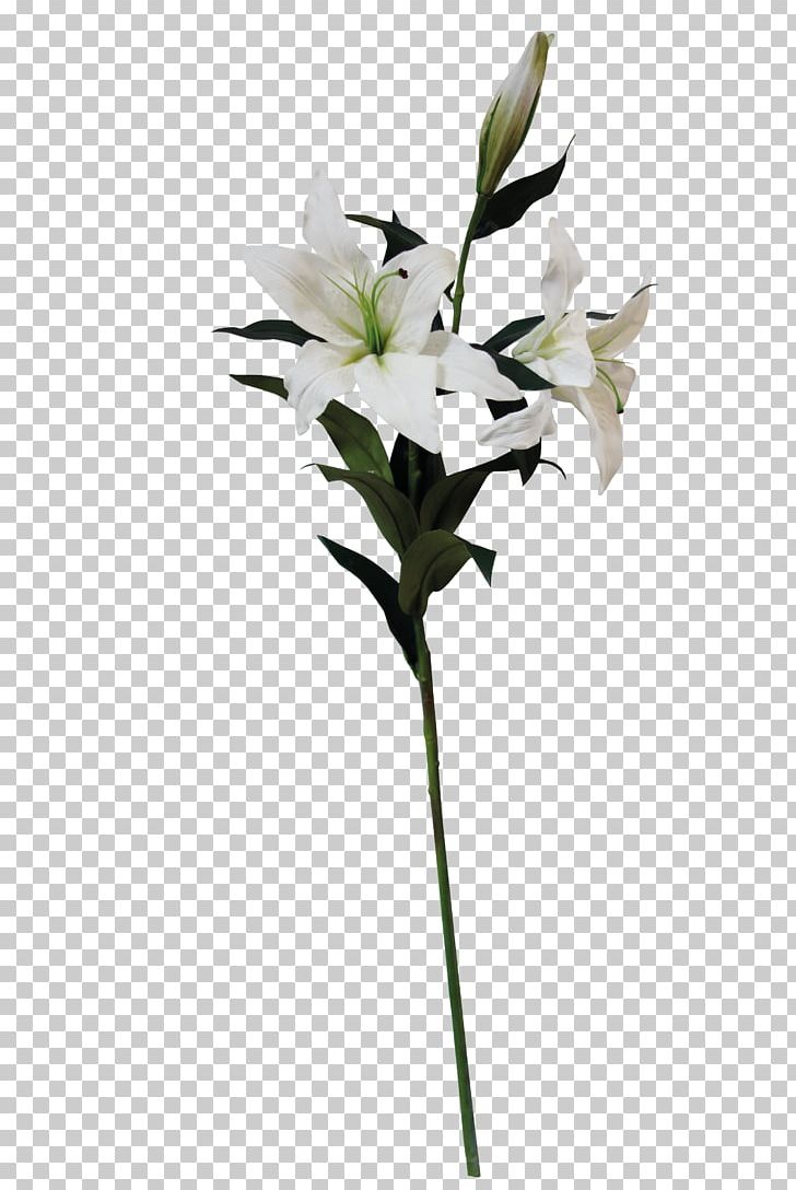 Lilium Flower Graphic Design PNG, Clipart, Beautiful, Branch, Calla Lily, Cut Flowers, Designer Free PNG Download