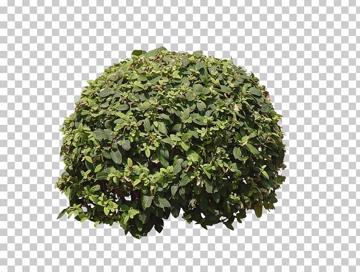 Shrub Tree PNG, Clipart, Computer Icons, Encapsulated Postscript, Evergreen, Herb, Juniper Free PNG Download