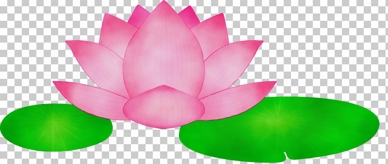 Lotus PNG, Clipart, Aquatic Plant, Flower, Green, Leaf, Lotus Free PNG Download