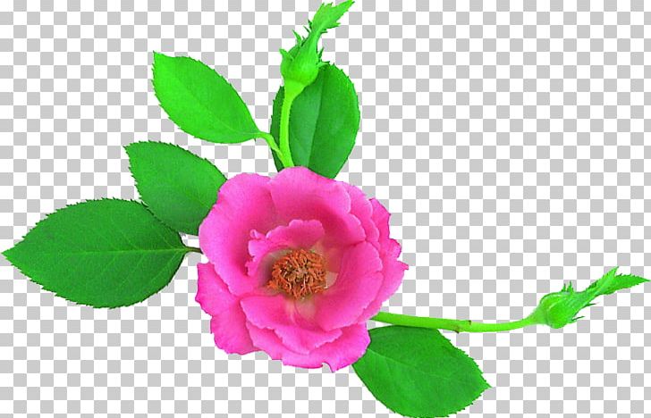 Garden Roses Cabbage Rose Cut Flowers Petal Plant Stem PNG, Clipart, Chinese Rose, Cut Flowers, Flower, Flower Clipart, Flowering Plant Free PNG Download