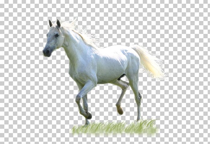 Mustang Mare Stallion Horses PNG, Clipart, Animal, Animal Figure, Animals, Bridle, Foal Free PNG Download