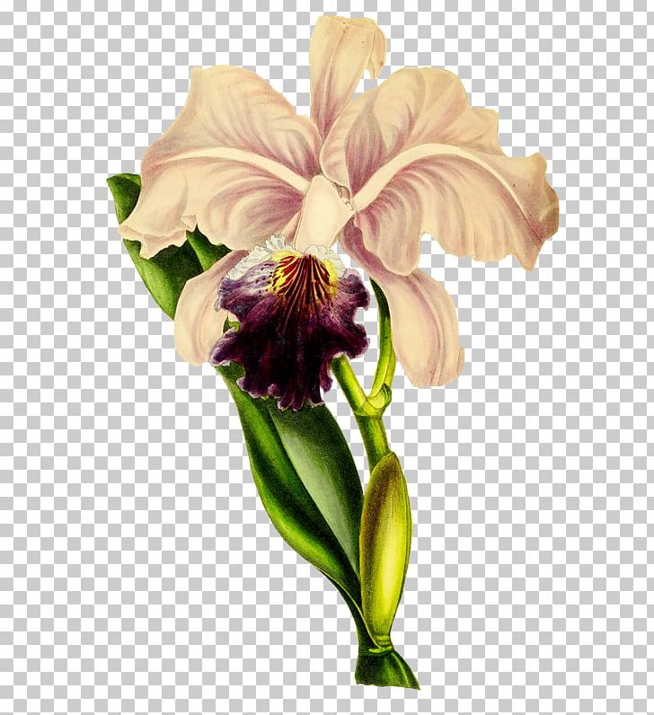 Notebook Flower The Orchid Album PNG, Clipart, Botanical Illustration, Botany, Cattleya, Cut Flowers, Flower Free PNG Download