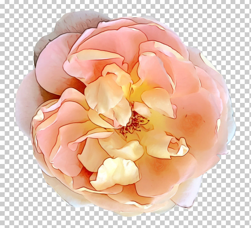 Garden Roses PNG, Clipart, Cabbage Rose, Cut Flowers, Flower, Garden, Garden Roses Free PNG Download