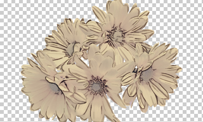 Gerbera Brooch Flower Plant Leaf PNG, Clipart, Aster, Beige, Brooch, Cut Flowers, Daisy Family Free PNG Download