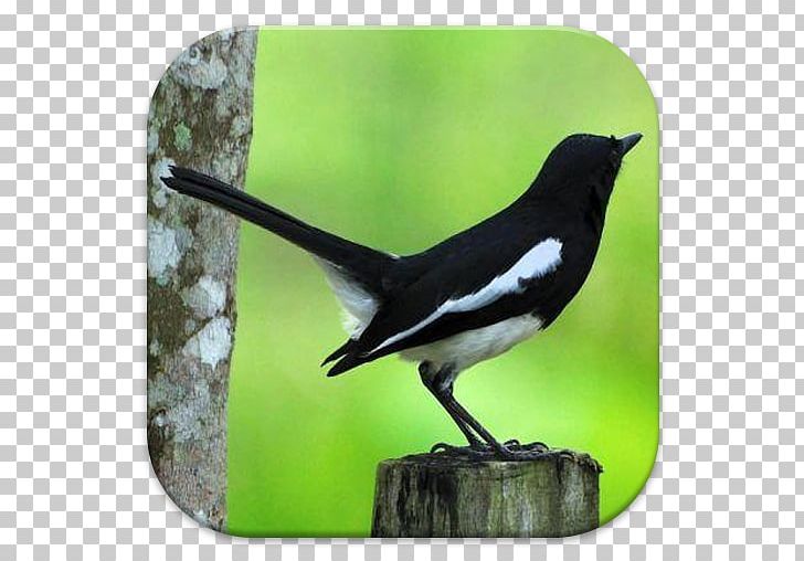 Bird White-rumped Shama Magpie-robins Oriental Magpie-robin Chestnut-capped Thrush PNG, Clipart, Animal, Animals, App, Beak, Bird Free PNG Download