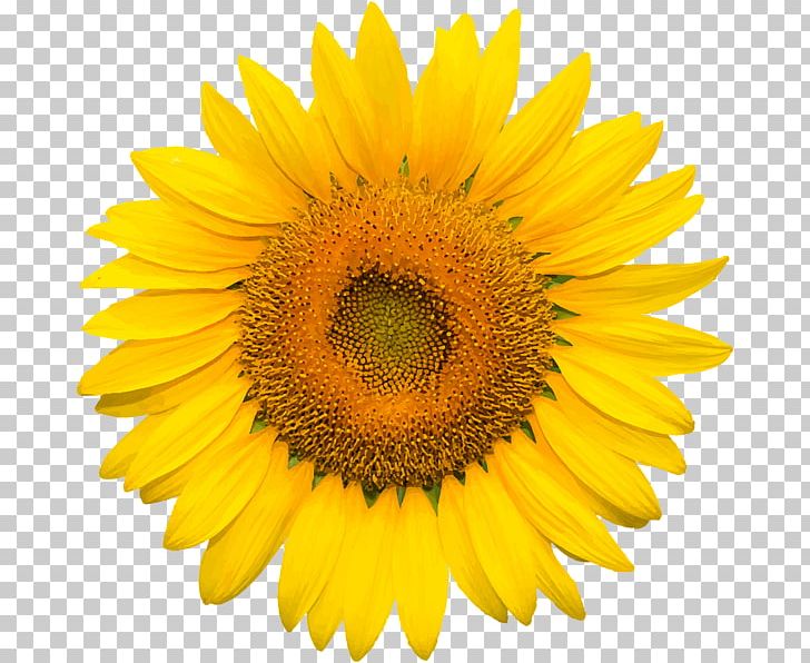 Common Sunflower Desktop PNG, Clipart, Annual Plant, Asterales, Clip Art, Common Sunflower, Daisy Family Free PNG Download