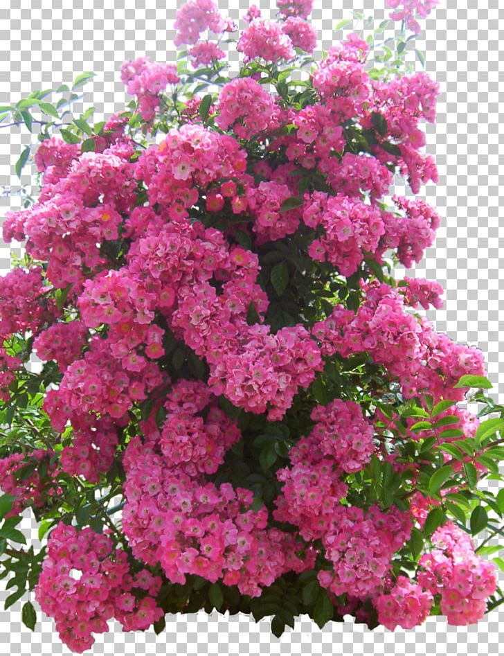 Flower Garden PNG, Clipart, Annual Plant, Art, Deviantart, Flower, Flower Garden Free PNG Download
