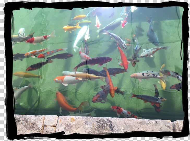 Koi Aquariums Fish Pond Ecosystem PNG, Clipart, Amongst Friends, Aquarium, Aquariums, Art, Ecosystem Free PNG Download