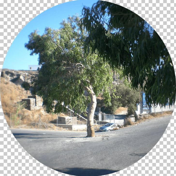 Santorini Tree Romagna Roundabout Sky Italia PNG, Clipart, Greece, Greeks, Nature, Panorama, Plant Free PNG Download
