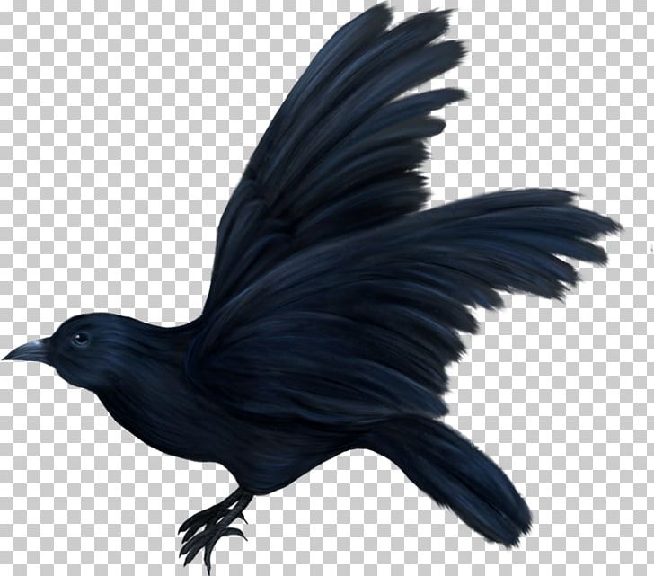 American Crow Bird Correllian Nativist Tradition May Oiseaux Variés PNG, Clipart, 2017, 2018, American Crow, Animals, Beak Free PNG Download