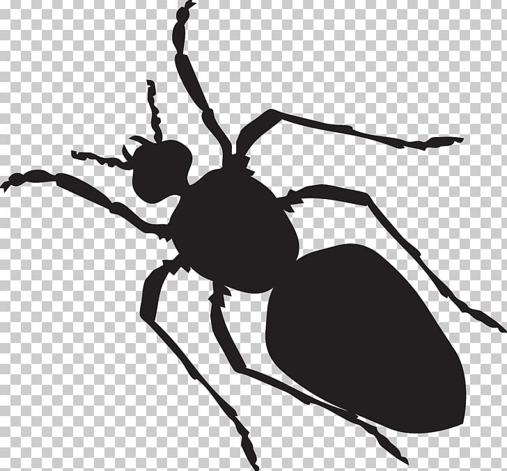 Black Garden Ant PNG, Clipart, Animal, Ant, Ants, Arthropod, Beetle Free PNG Download