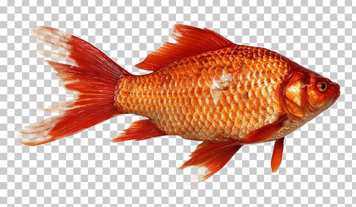Gold Fish Close Up PNG, Clipart, Animals, Fish Free PNG Download