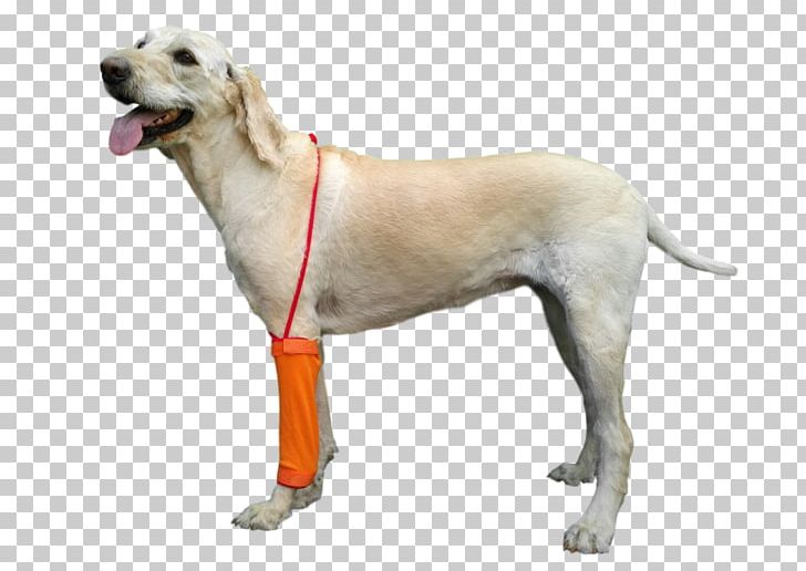 Labrador Retriever Companion Dog Dog Breed Veterinarian Dog Collar PNG, Clipart, Carnivoran, Collar, Companion Dog, Dog, Dog Bite Free PNG Download