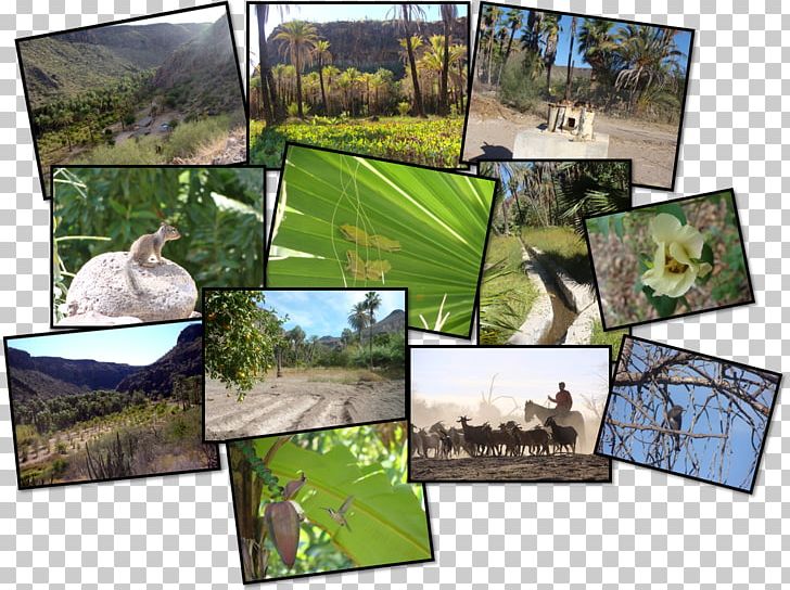 Agroecosystem Ecology Biodiversity Natural Environment PNG, Clipart, Agroecosystem, Alicia, Area, Biodiversity, Collage Free PNG Download