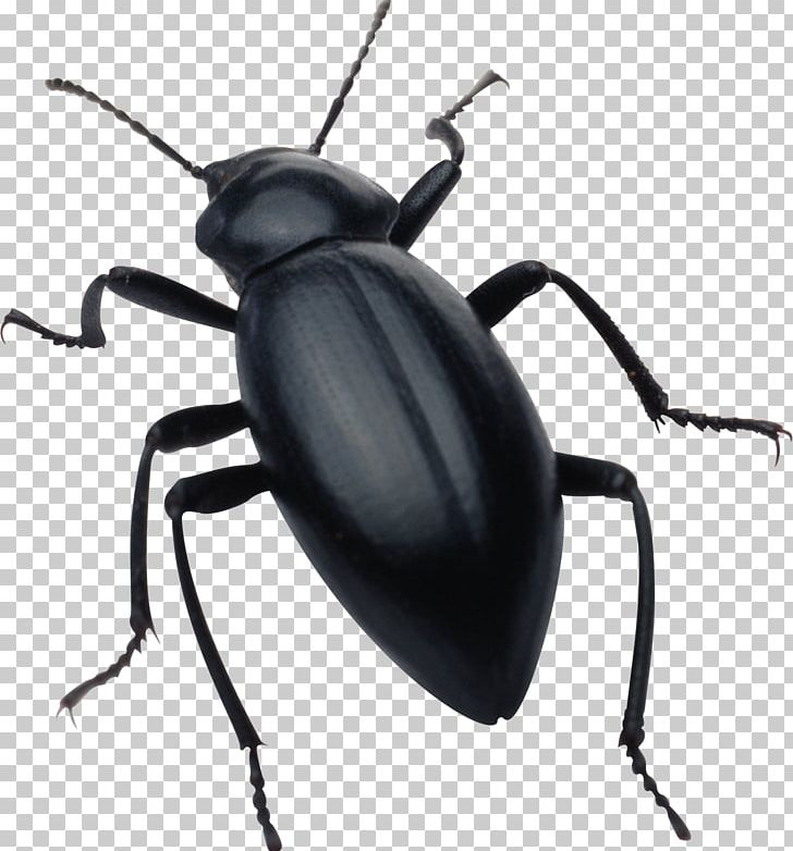 Beetle Drawing PNG, Clipart, Animals, Arthropod, Beetle, Computer Icons, Desktop Wallpaper Free PNG Download