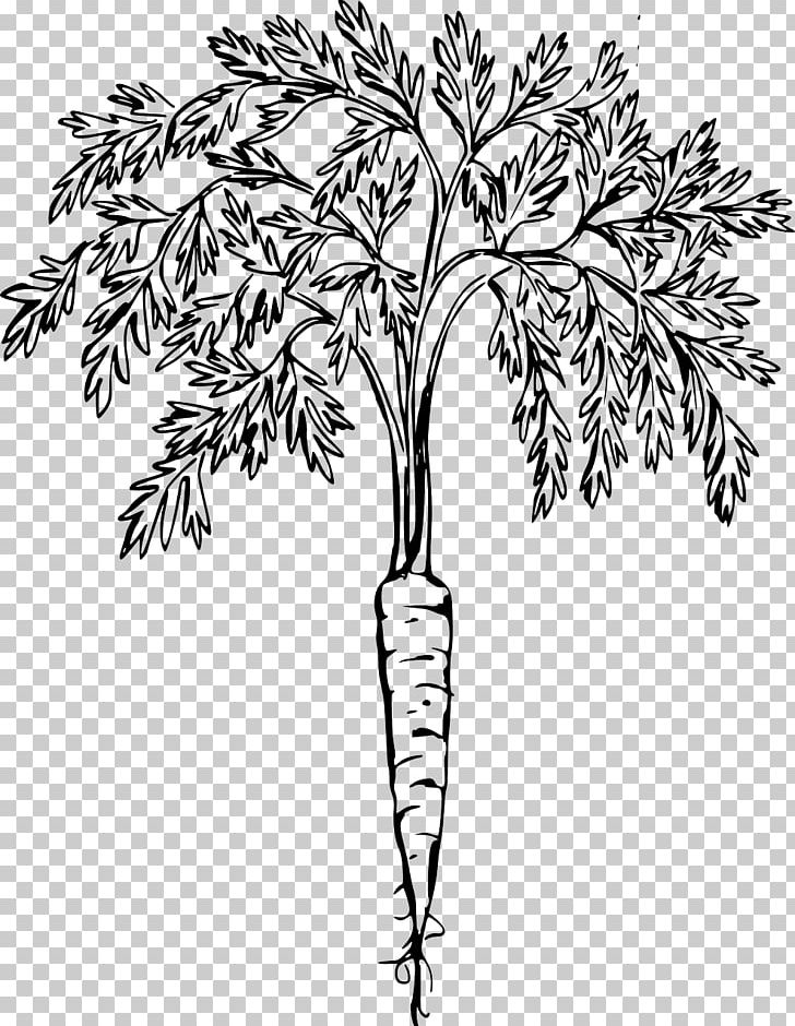 Carrot PNG, Clipart, Art, Black And White, Branch, Carrot, Clip Free PNG Download