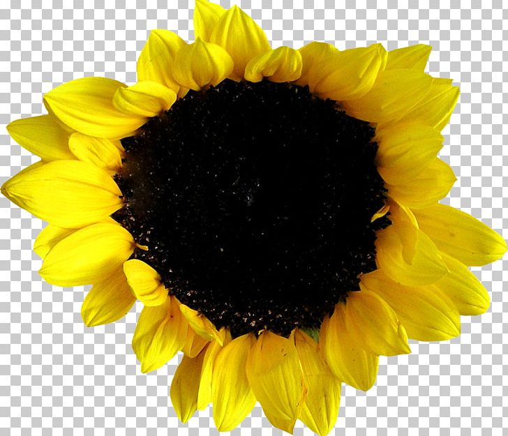 Common Sunflower Sunflower Seed Photography PNG, Clipart, Common Sunflower, Daisy Family, Flower, Flowering Plant, Flowers Free PNG Download