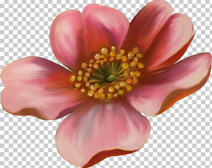 Flower Drawing Photography PNG, Clipart, Blossom, Camellia, Decoration, Digital Image, Floral Free PNG Download