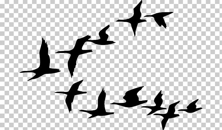 Goose Bird PNG, Clipart, Animal Migration, Beak, Bird, Bird Migration, Black And White Free PNG Download