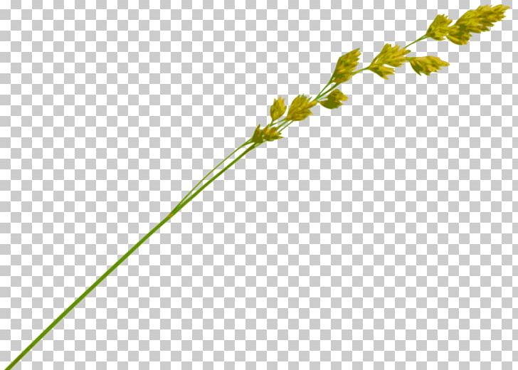 Straw-bale Construction Wheat Drinking Straw PNG, Clipart, Biorefinery, Branch, Drawing, Drinking Straw, English Free PNG Download