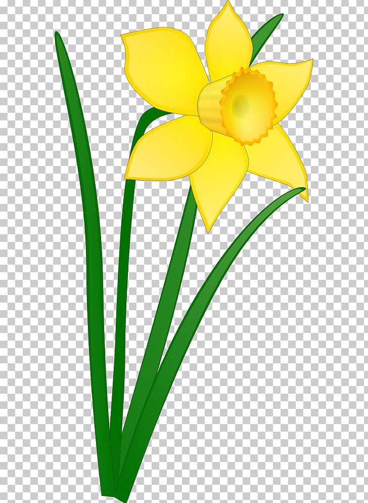 Daffodil Free Content Drawing PNG, Clipart, Amaryllis Family, Artwork, Blog, Cut Flowers, Daffodil Free PNG Download