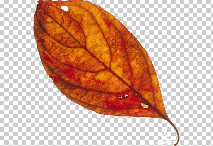 Leaf PNG, Clipart, Autumn, Child, Family, Hobby, Leaf Free PNG Download